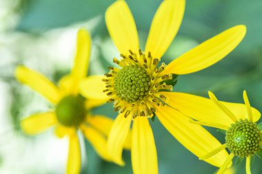 Güzel bir yaz gününde, bir gradende güzel çiçekler 
