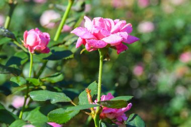 Güzel bir yaz gününde, bir gradende güzel çiçekler 