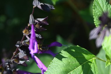 Orlando Florida 'daki Lew Garden. 