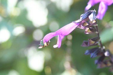 Orlando Florida 'daki Lew Garden. 