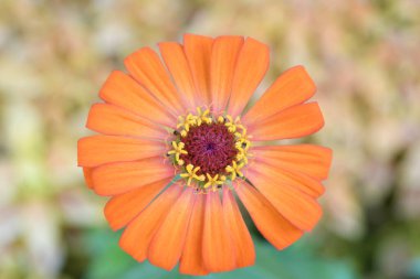 Orlando Florida 'daki Lew Garden