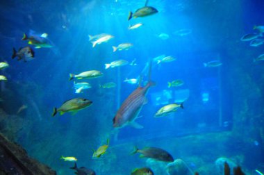 30 Ağustos 2016 'da Orlando Florida' daki güzel Orlando Eye 'daki Cirque du Soleil gösterisi..