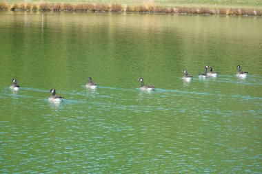 Göletteki yüzen ördeklere bak.