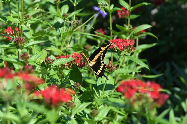 Lew Garden Orlando Florida — Stockfoto