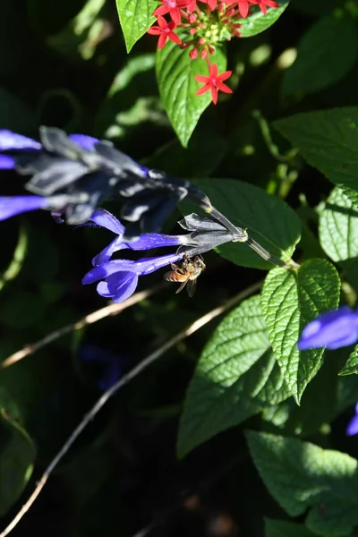 Lew Garden Στο Ορλάντο Φλόριντα — Φωτογραφία Αρχείου