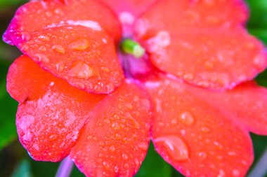 Güzel bir yaz gününde, bir gradende güzel çiçekler 