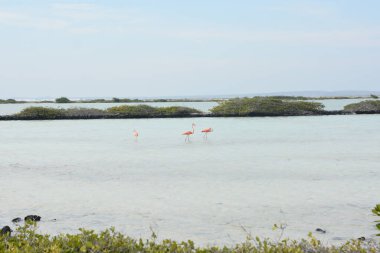 21 Eylül 2016 'da Hollanda' daki Güzel Bonaire. Fotoğraf: Marty Jean-Louis