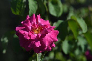 Orlando Florida 'daki Lew Garden. 