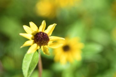 Orlando Florida 'daki Lew Garden