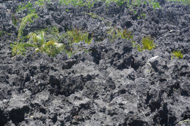 George Town 'daki Caymond Adası' ndaki en güzel plajların güzel manzarası. 