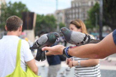 İnsanların güvercinleri beslediği ana meydanı görün
