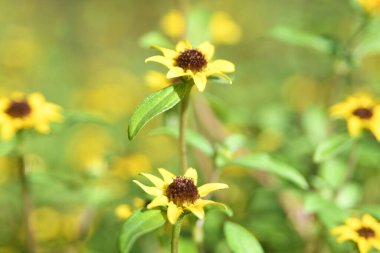 Orlando Florida 'daki Lew Garden