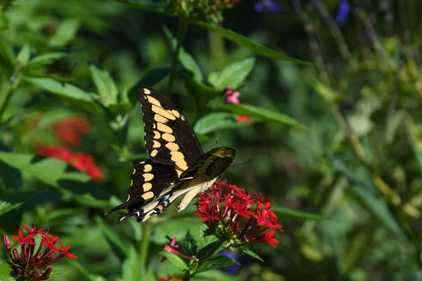 Lew Garden Orlando Florida — стокове фото