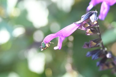 Orlando Florida 'daki Lew Garden. 