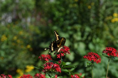 Orlando Florida 'daki Lew Garden.