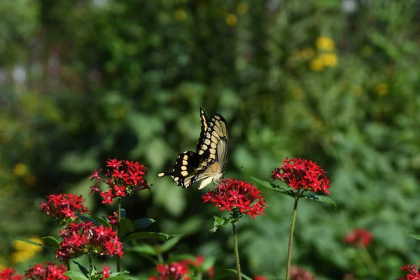 Lew Garden Orlando Florida — Stock Photo, Image