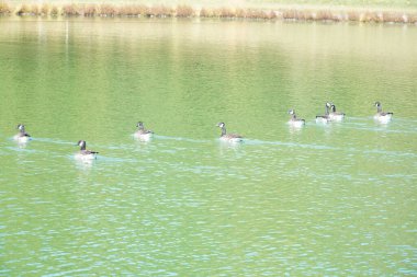 Göletteki yüzen ördeklere bak.