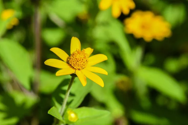 Bellissimi Fiori Una Gradinata Una Bella Giornata Estiva — Foto Stock