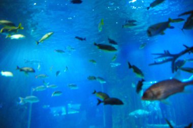 30 Ağustos 2016 'da Orlando Florida' daki güzel Orlando Eye 'daki Cirque du Soleil gösterisi..