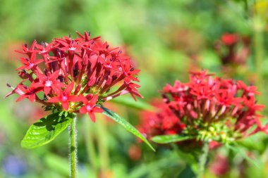 Güzel bir yaz gününde, bir gradende güzel çiçekler 