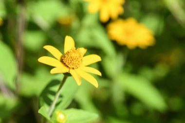 Orlando Florida 'daki Lew Garden. 