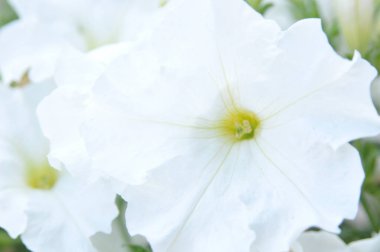 Cannes Şehri, 15 Mayıs 2014 'te Cannes' da düzenlenen 67. Cannes Film Festivali sırasında. 