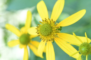 Orlando Florida 'daki Lew Garden. 