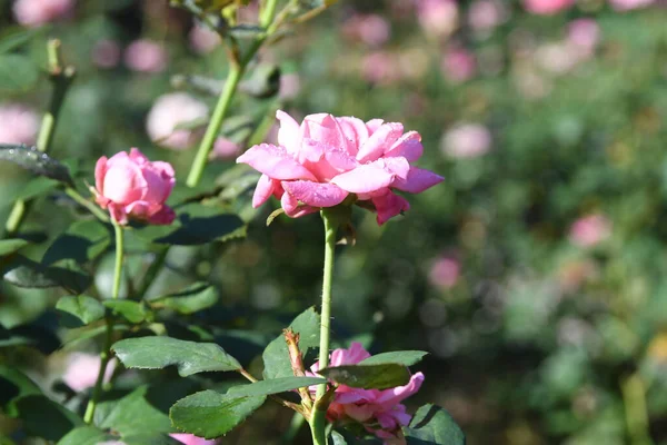 Lew Garden Orlandu Florida — Stock fotografie