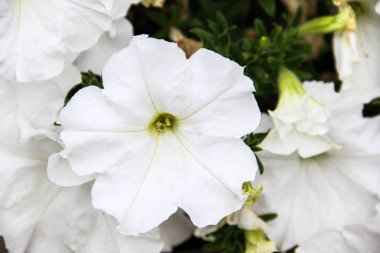 14 Mayıs 2014 'te Fransa' nın Cote D 'azur şehrinde güzel bir havuz evi.