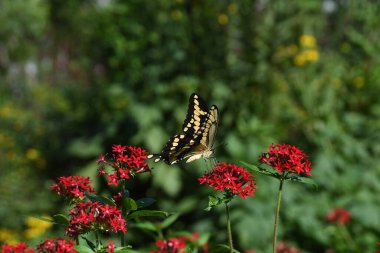 Orlando Florida 'daki Lew Garden.