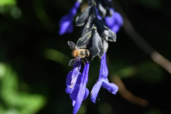 Lew Garden Orlando Florida — Stockfoto