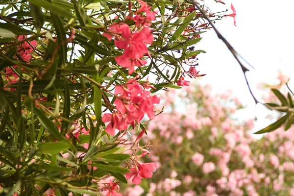 Vista Vicino Bellissimi Fiori Fiore — Foto Stock