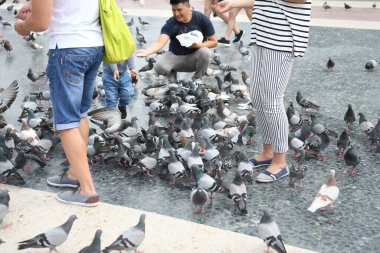 İnsanların güvercinleri beslediği ana meydanı görün