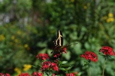 Orlando Florida 'daki Lew Garden.