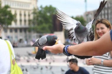 İnsanların güvercinleri beslediği ana meydanı görün