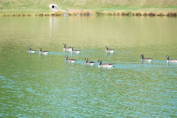 Blick Auf Schwimmende Enten Auf Dem Teich — Stockfoto