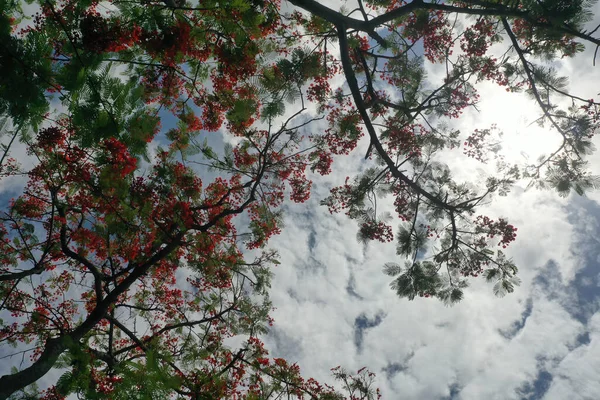 Piękny Widok Liście Drzew Niebie — Zdjęcie stockowe