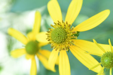 Orlando Florida 'daki Lew Garden. 