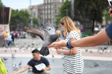 İnsanların güvercinleri beslediği ana meydanı görün