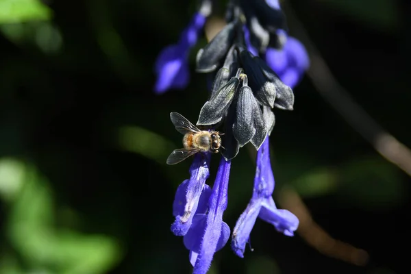 Lew Garden Orlando Florida — Stockfoto