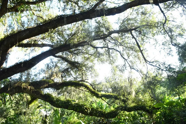 Lew Garden Orlando Florida — Fotografia de Stock