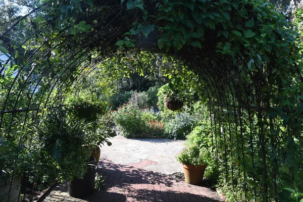 Ogród Lew Orlando Floryda — Zdjęcie stockowe