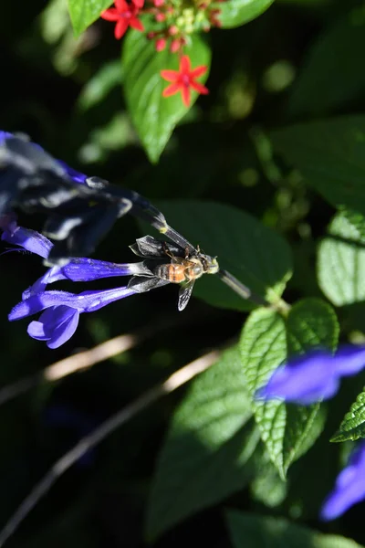 Lew Garden Orlando Florida — Stockfoto