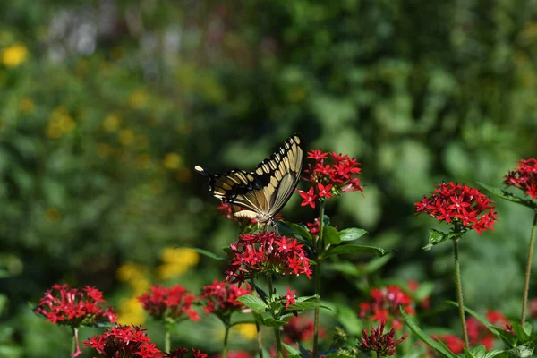 Lew Garden Orlando Florida — Fotografia de Stock