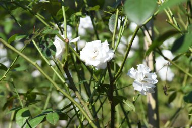 Orlando Florida 'daki Lew Garden. 