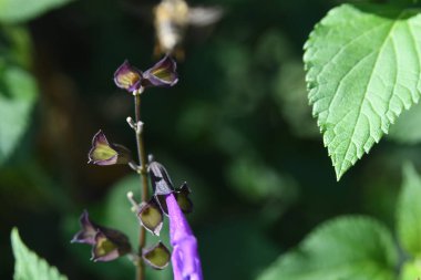 Orlando Florida 'daki Lew Garden. 