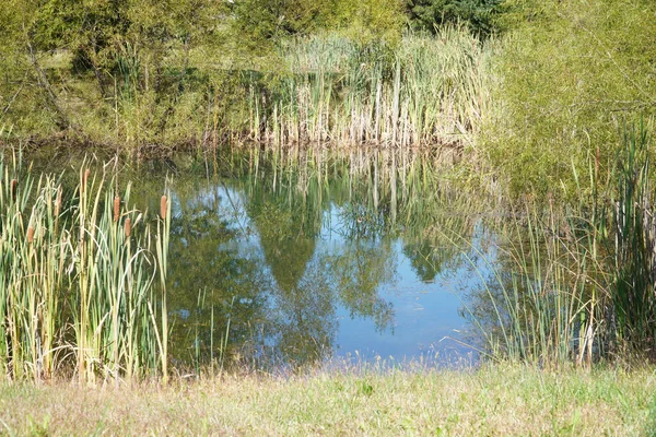 Blick Auf Einen Ruhigen Teich Waldrand — Stockfoto