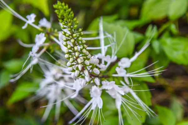 Güzel bir yaz gününde, bir gradende güzel çiçekler 
