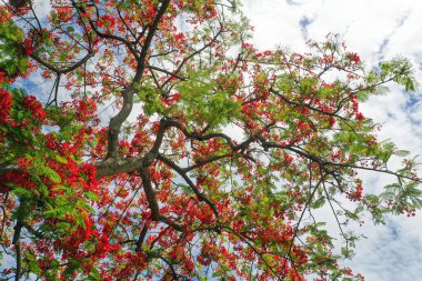 Gökyüzündeki ağaç yapraklarının güzel manzarası