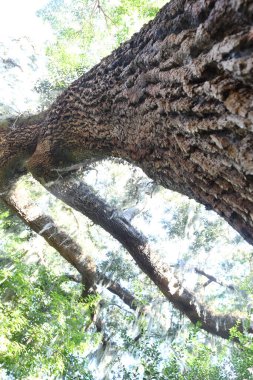 Orlando Florida 'daki Lew Garden. 